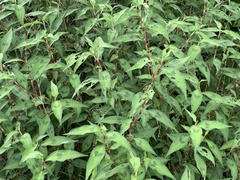 Persicaria pubescens