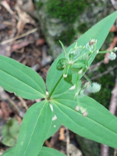 Image of Galium lanceolatum by (c) Tom Norton, some rights reserved (CC BY)