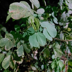 Mimosa caesalpiniifolia