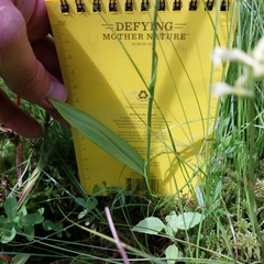 Platanthera clavellata image