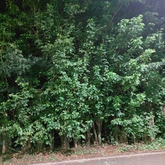 Mimosa caesalpiniifolia