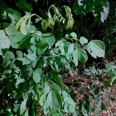 Mimosa caesalpiniifolia
