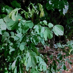 Mimosa caesalpiniifolia