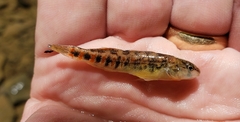 Etheostoma spectabile