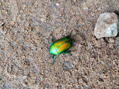 Heterorrhina elegans