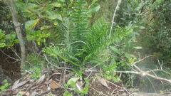 Asplenium rutifolium image