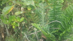 Asplenium rutifolium image