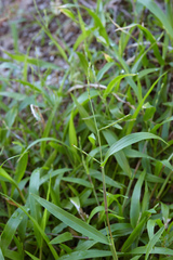 Urochloa subquadripara