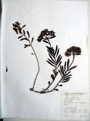 Phedimus middendorffianus