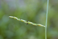 Urochloa subquadripara