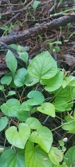 Viola sacchalinensis