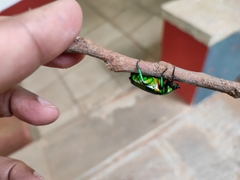 Heterorrhina elegans