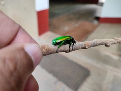 Heterorrhina elegans