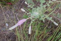 Dalea villosa