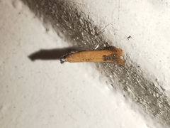 Coptotriche marginea