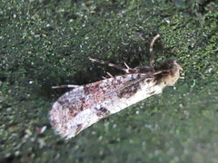 Morophagoides moriutii
