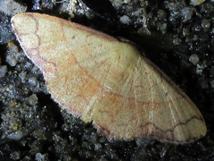 Pylargosceles steganioides