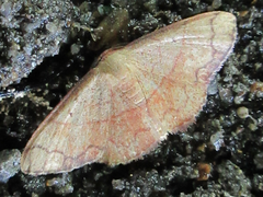 Pylargosceles steganioides