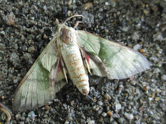 Callambulyx tatarinovii