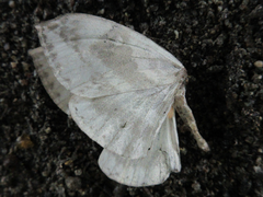 Cyclidia substigmaria