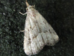 Schrankia separatalis