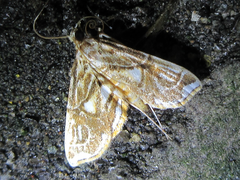 Paracymoriza prodigalis