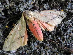 Spilarctia seriatopunctata