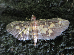 Eurrhyparodes bracteolalis