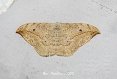 Drepana pallida