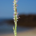 Seashore Dropseed - Photo (c) Cheng-Tao Lin, some rights reserved (CC BY), uploaded by Cheng-Tao Lin