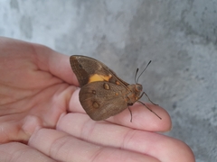 Brassolis sophorae