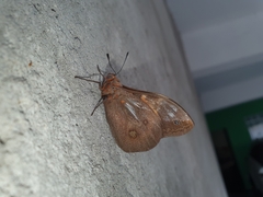 Brassolis sophorae