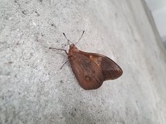 Brassolis sophorae