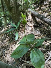 Liparis sootenzanensis