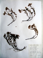 Phedimus middendorffianus