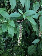 Phytolacca americana