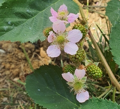 Rubus
