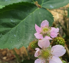 Rubus