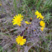 Common Hawkweed - Photo (c) Clayton D'Orsay, some rights reserved (CC BY-NC), uploaded by Clayton D'Orsay