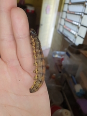 Brassolis sophorae