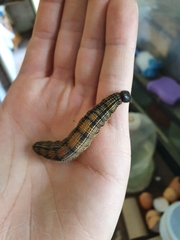 Brassolis sophorae