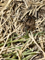 Xysticus texanus
