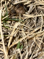 Xysticus texanus