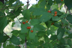 Lonicera dioica