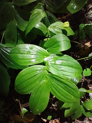 Uvularia grandiflora