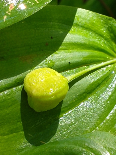 Uvularia grandiflora