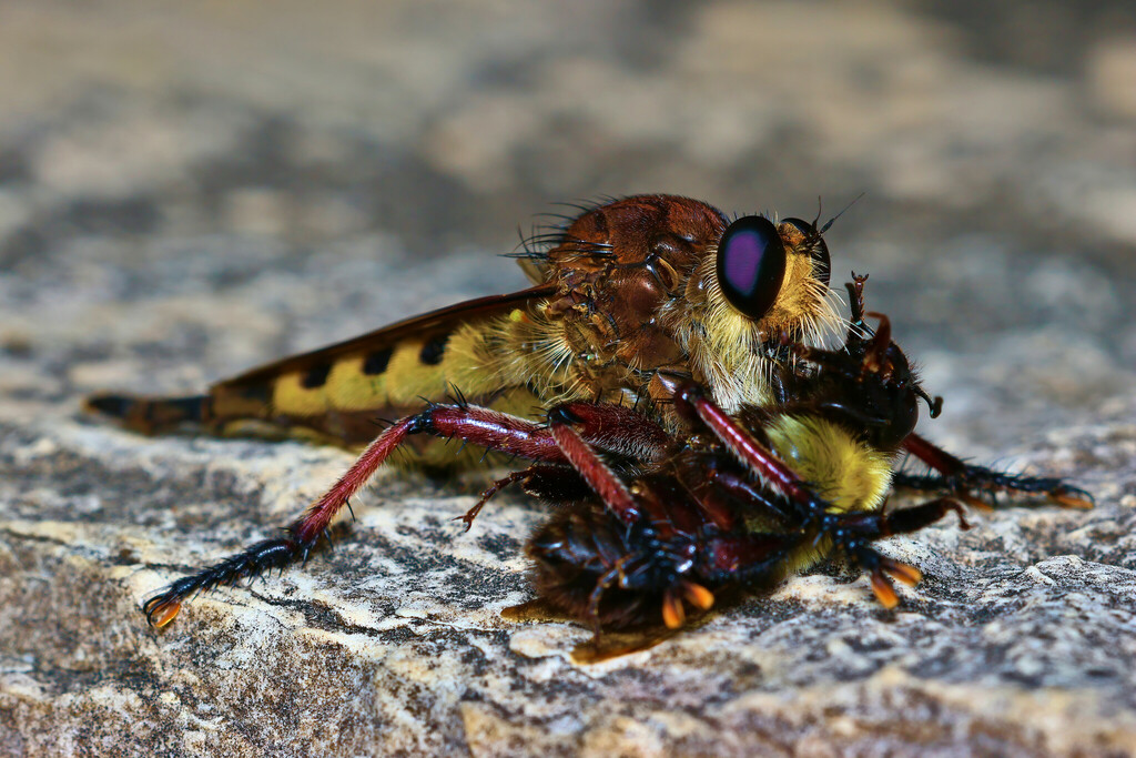 Giant Robber Flies