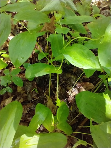 Uvularia grandiflora