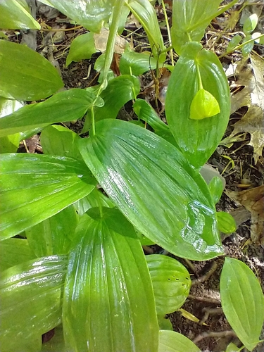 Uvularia grandiflora