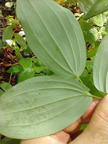Uvularia grandiflora